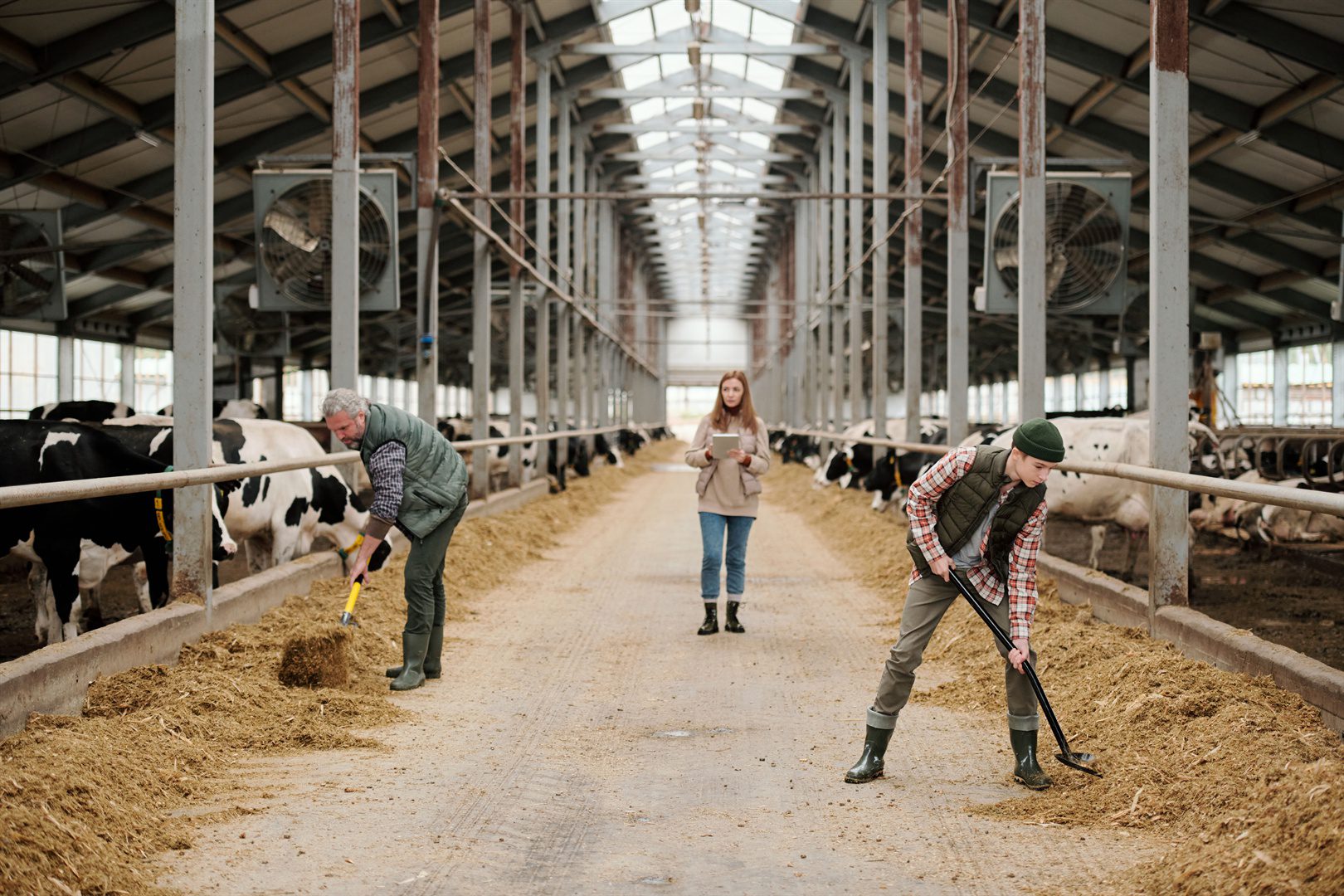 father-and-son-in-workwear-putting-cattle-feed