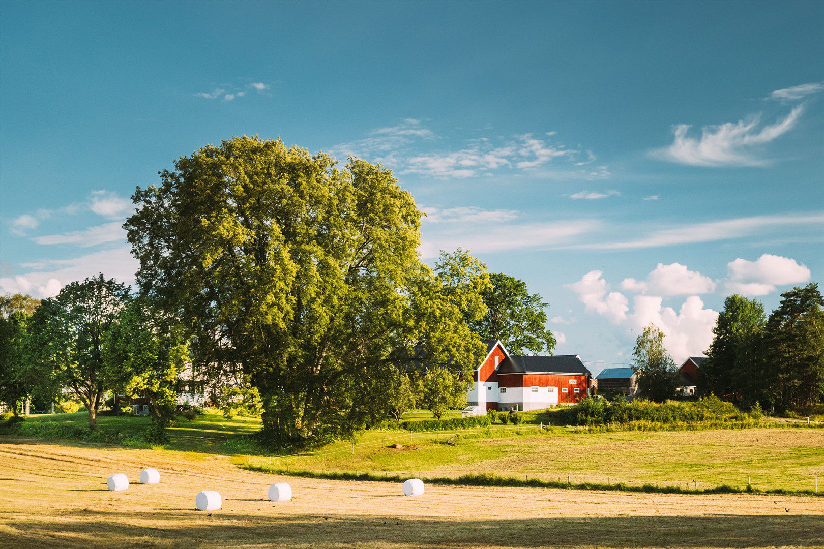 swedish-rural-landscape-field-with-dry-hay-bales